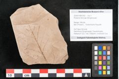 Foto (Objekt + Etikett) von Rhytisma feroniae Ettingshausen (NHMW-GEO-2024-0188-6392)